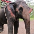 What I Did In Thailand When I Wasn’t On My Deathbed My top 3 picks for Thailand activities