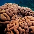 Diving in Dahab | Egypt Under the Red Sea Colors and canyons in one of the world's top dive destinations