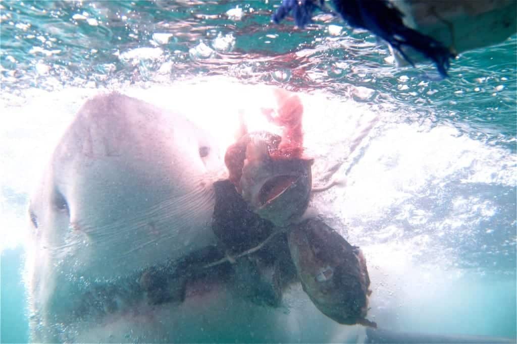 Angie Away Shark Cage Diving South Africa