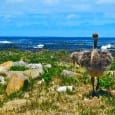 Road Trip | South Africa’s Cape Peninsula Penguins, curves and hitting an old man with our car