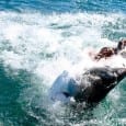 My Love Affair with Sharks Great Whites and the woman who loves them