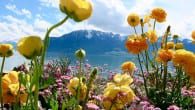 Searching for Respite in Switzerland A necessary retreat to the Alps