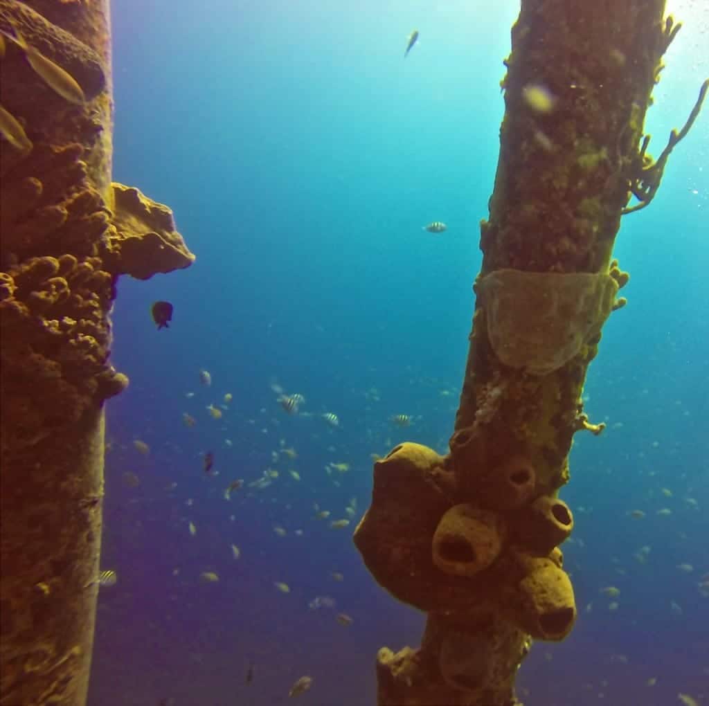 21 Photos from Salt Pier, the Most Magical Dive on Bonaire Angie Away