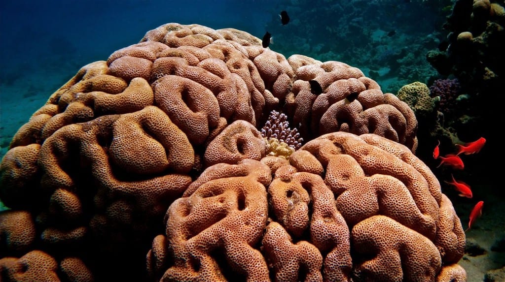 Brain Coral Dahab Red Sea