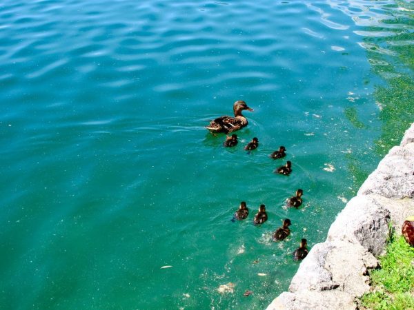 Ducks at Lake Bled Slovenia