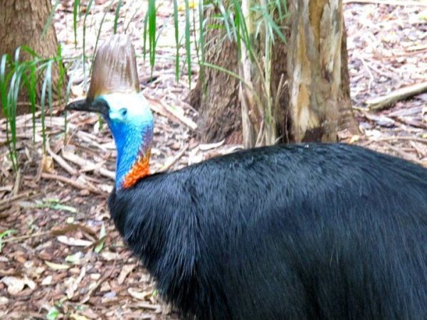 A cassowary I spotted... at the Australia Zoo on my last visit