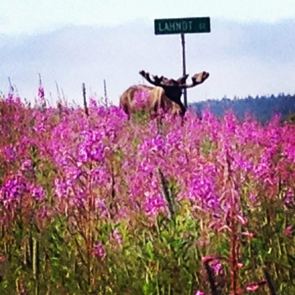 A moose in the wildflowers in Soldotna