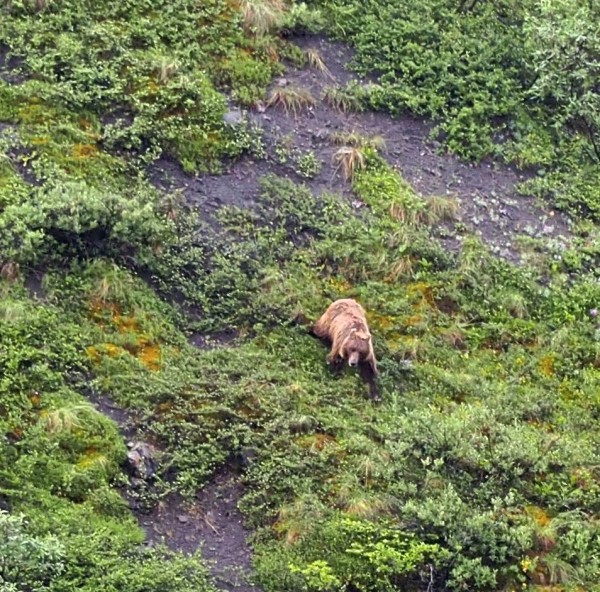 A Grizzly Bear in Denali National Park 