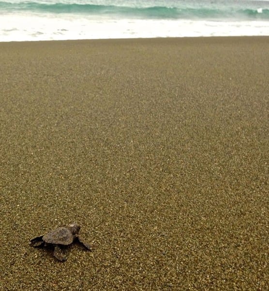 Baby Olive Ridley contemplates an uncertain future.