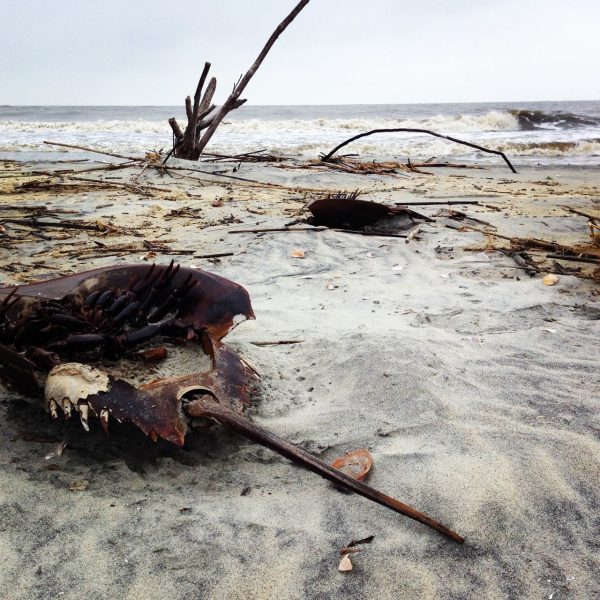 Shipwrecked horseshoe crabs littered the battered beach 