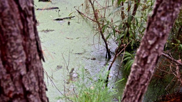 There's a baby gator in this shot - can you spot him?