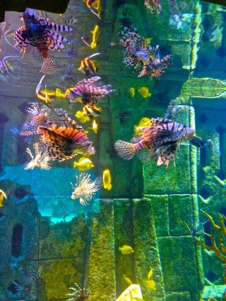 Art or aquarium? Hard to tell at Atlantis.