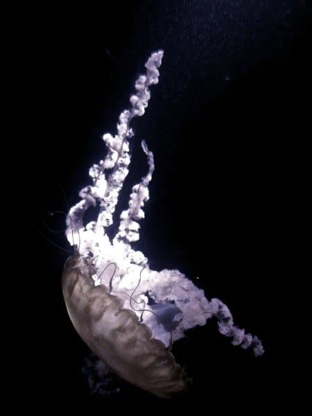The jellyfish exhibit at The Dig is mesmerizing.