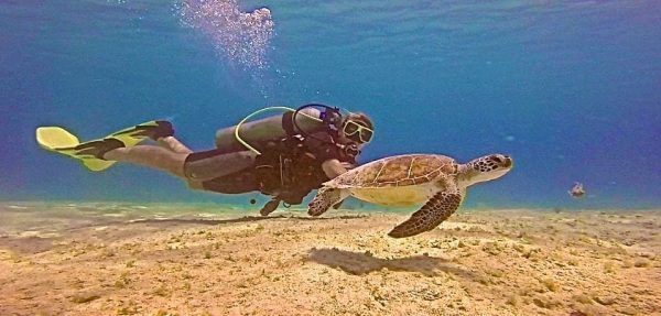 Diving Bonaire - definitely, definitely a top dive destination