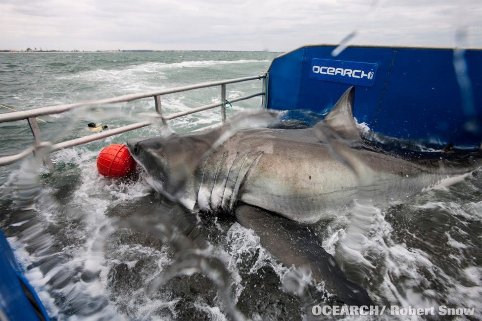 ocearch-expedition-4