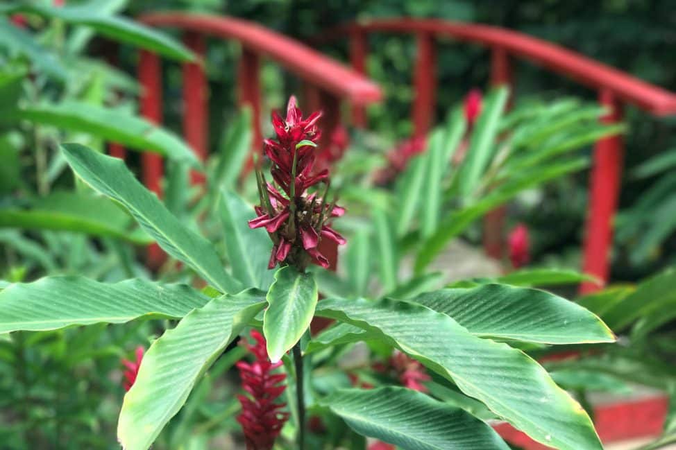 7 Things to do in Soufriere Saint Lucia via AngieAway.com