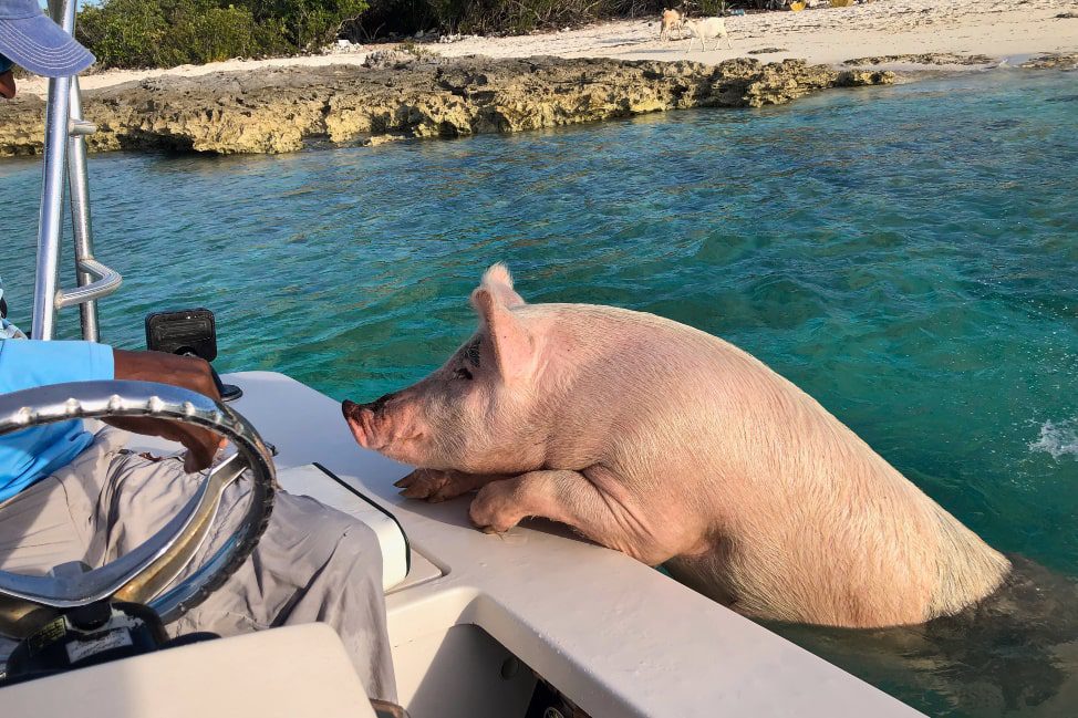 Long Island Bahamas - swimming pigs