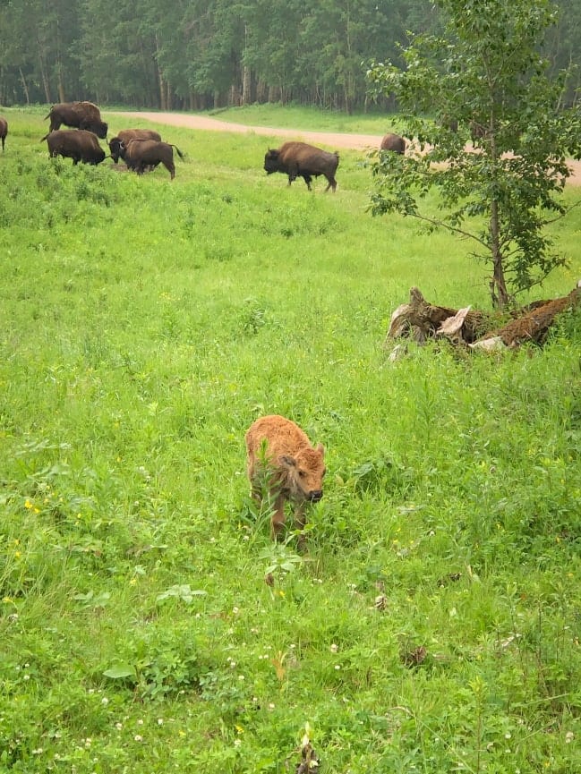 Baby bison at Elk Island National Park