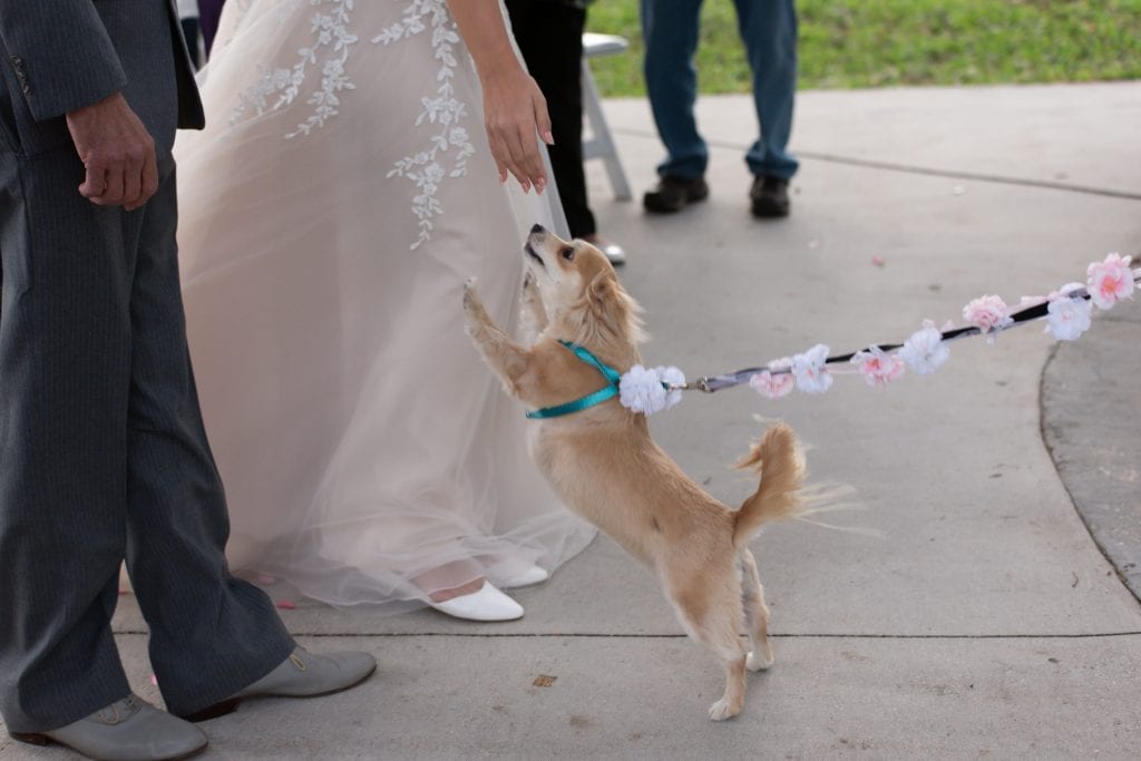 Pet friendly wedding venue in Orlando