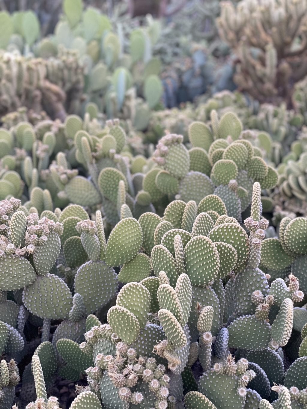 Things to do in Tempe Arizona - Desert Botanical Garden