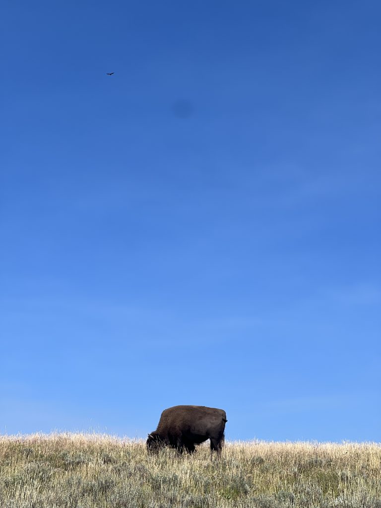 Buffalo Bison Tatanka