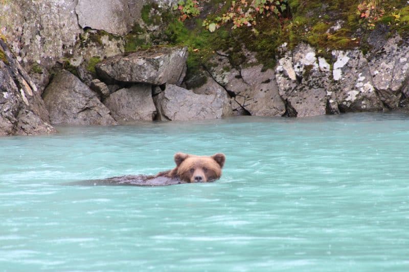 Bear viewing in Alaska - Redoubt Mountain Lodge - Rust's Tour