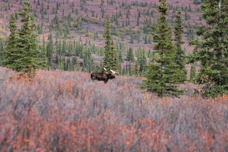 8 day Alaska Itinerary - moose in Denali
