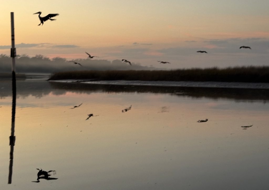 Intracoastal waterway birds - by Angie Orth