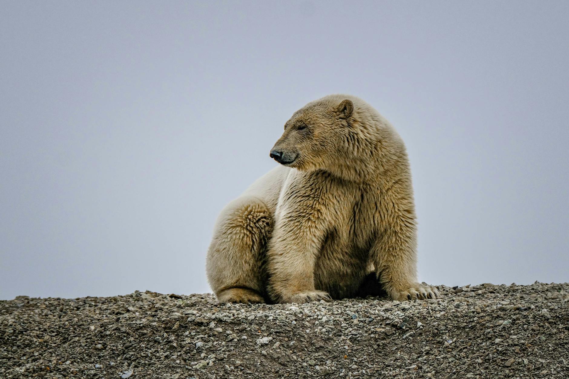 polar bear sitting on rocky terrain in arctic